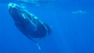 plongee film baleine