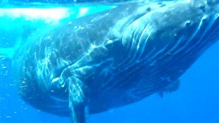 plongee film baleine